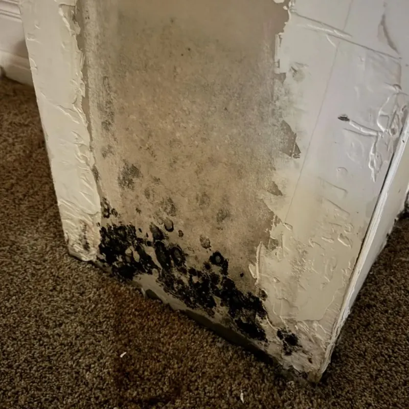 Professional Mold Removal in Cayce, SC